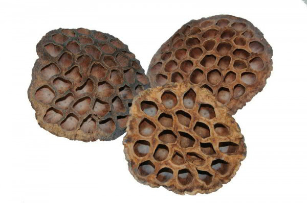 Lotuskolben groß 8-10cm, natur