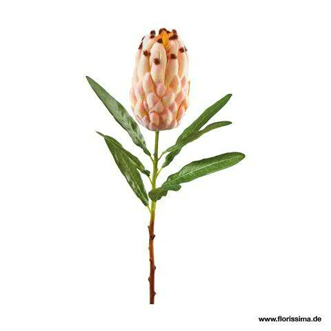 Protea 53cm mit Blatt, pfirsich