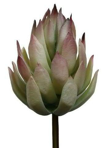 Protea 15cm, grün/lila