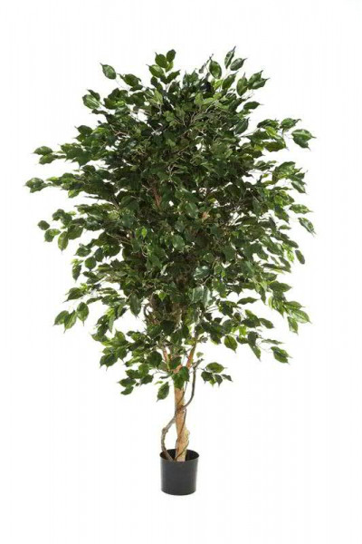 Ficus Exotica Deluxe 150cm im Topf Topf D17H15cm 1.705Bl., grün