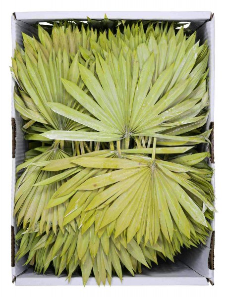 Palm Sun Cut 100St. FPK frosted, kiwi