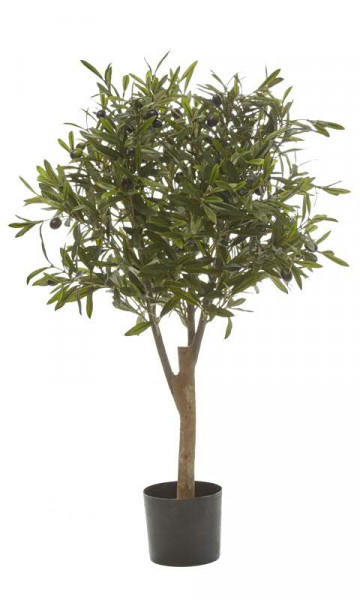 Oliven Baum 80cm 1.248Blatt 30Früchte