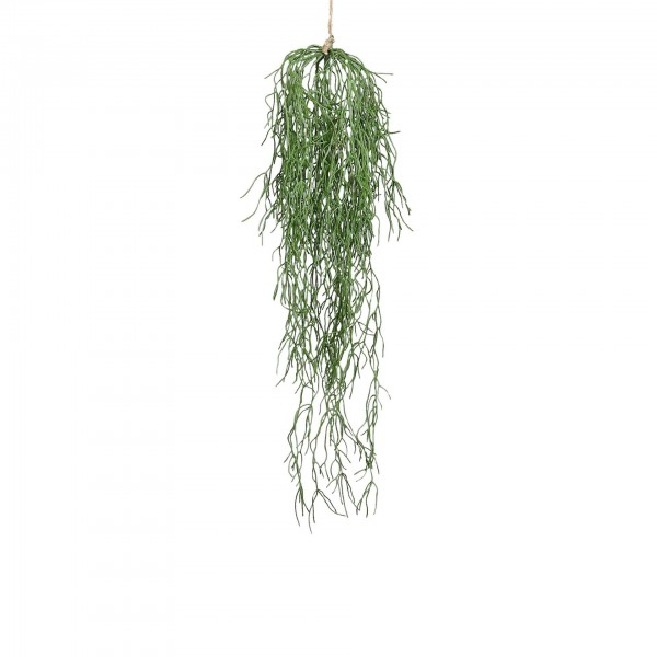 Rhippsalis 75cm zum Hängen Sukkulente mit Kordel, grün