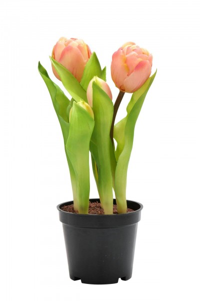 Tulpen im Topf 24cm x5 Aktionspreis, rosa