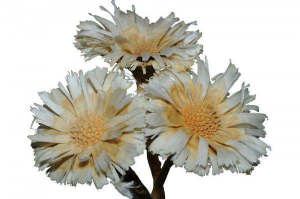 Protea geschn. 8-9cm, gebleicht