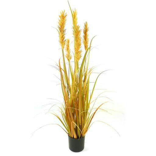 Weizengras SP 123cm im Topf x5, gelb/braun