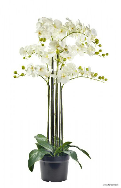 Phalaenopsis 107cm x9 im Topf Aktionspreis!, weiß