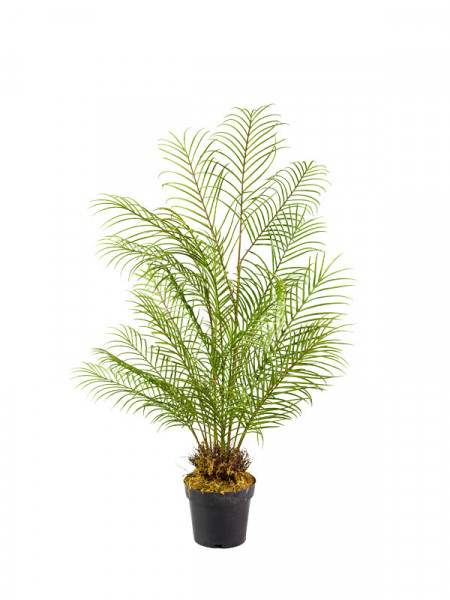 Palme Areca 120cm im Topf, grün