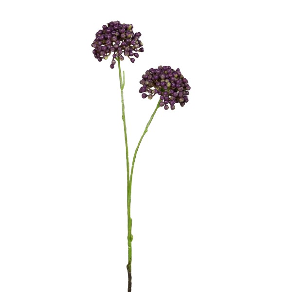Allium 50cm mit 2Blüten, lavendel