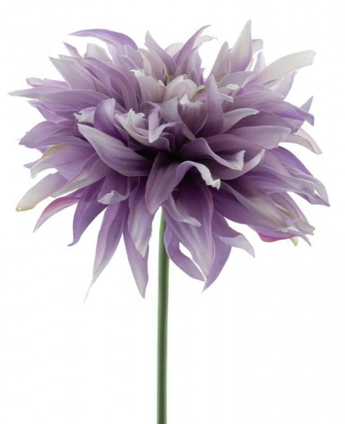 Dahlie 32cm, purple