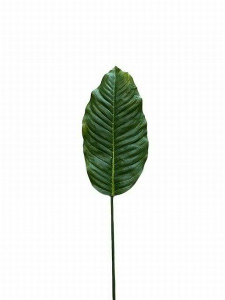 Dieffenbachia Blatt 91cm, grün