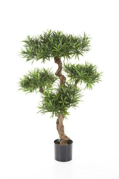 Podocarpus 160cm im Topf 5.760Bl Topf D17H15cm, grün