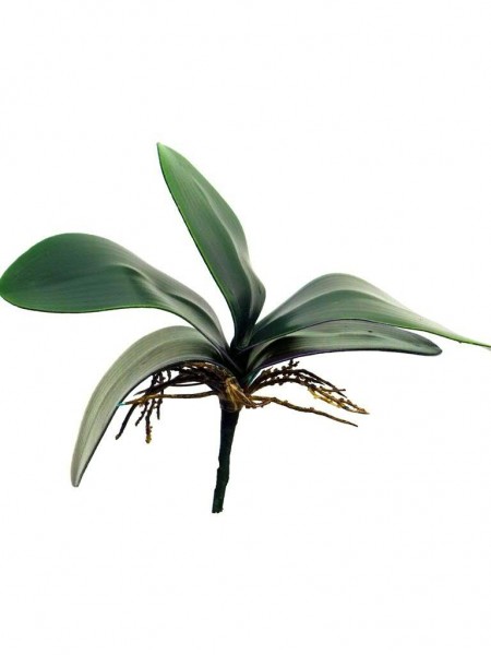 Orchideenblatt x5 24cm, grün