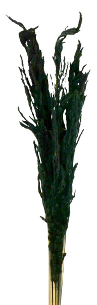 Eryanthus 110cm 10St., schwarz