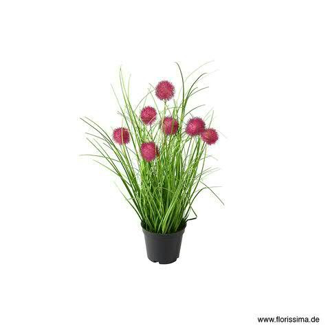 Gras 40cm im Topf Allium x7, pink