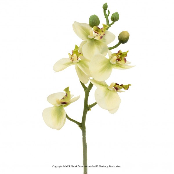 Phalaenopsis 34cm, hellgrün