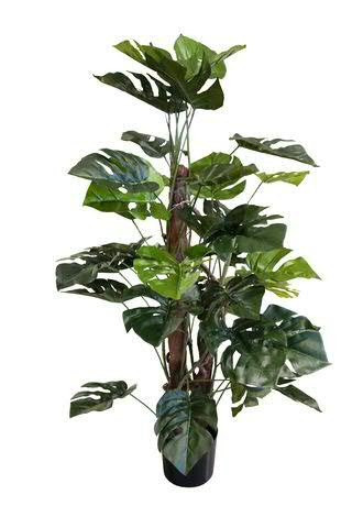 Monstera 120cm im Topf 42Blatt Philodendron
