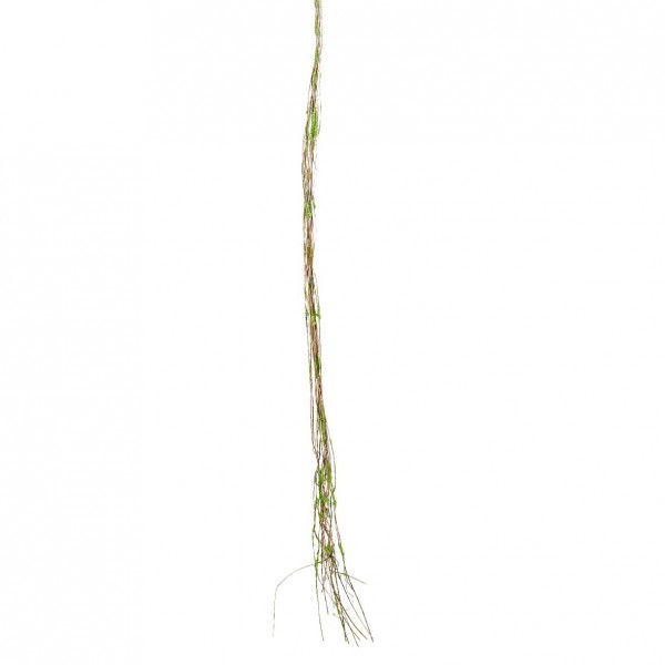 Zweig SP Girlande 150cm, natur
