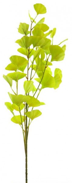 Ginkgo Zweig 91cm, grün-gelb
