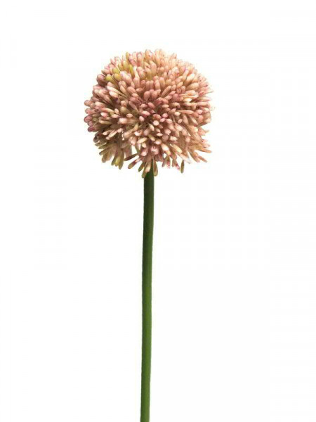 Allium D7L44cm, pink