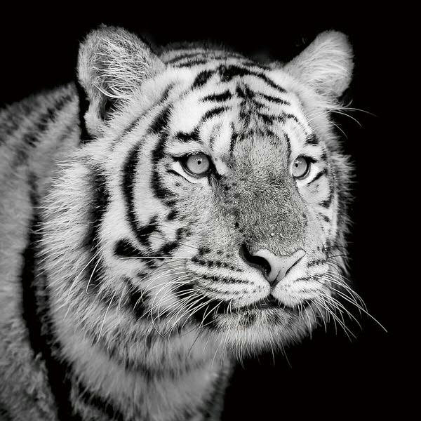 Bild Glas SP 100x100 Tiger