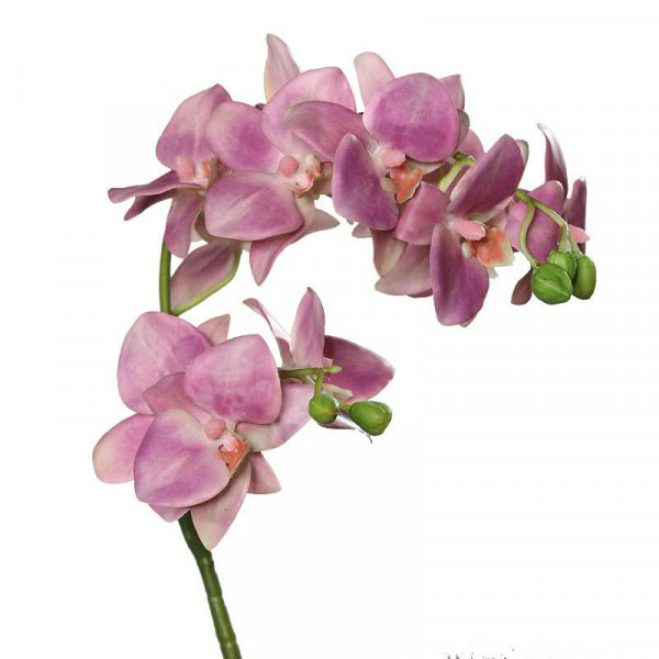Phalaenopsis 83cm, lavendel