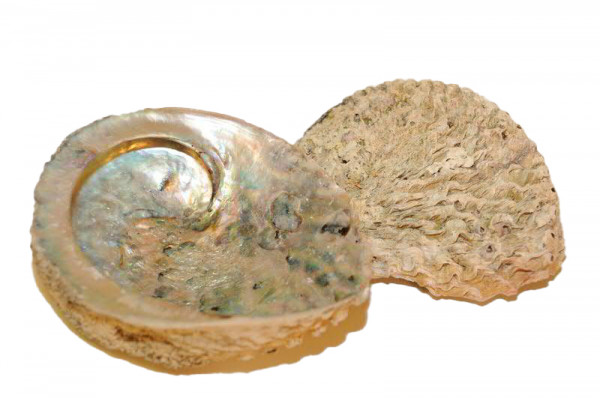Muschel Abalone groß, natur