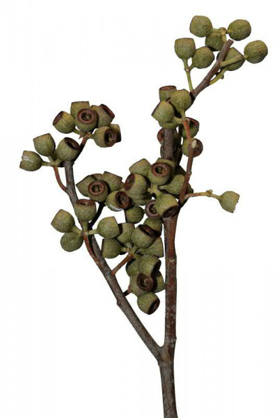 Eucalyptus klein, natur