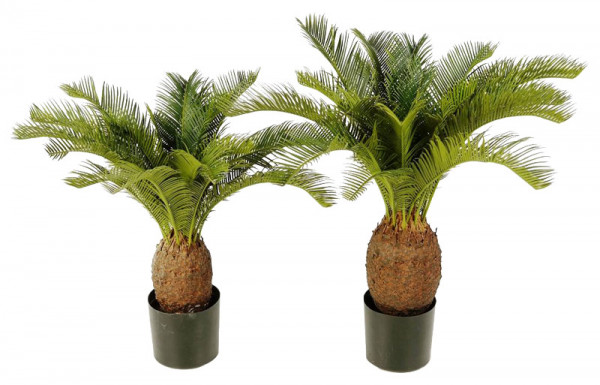 Palme Cycas im Topf 65cm 19Blätter Topf D16H15cm, grün