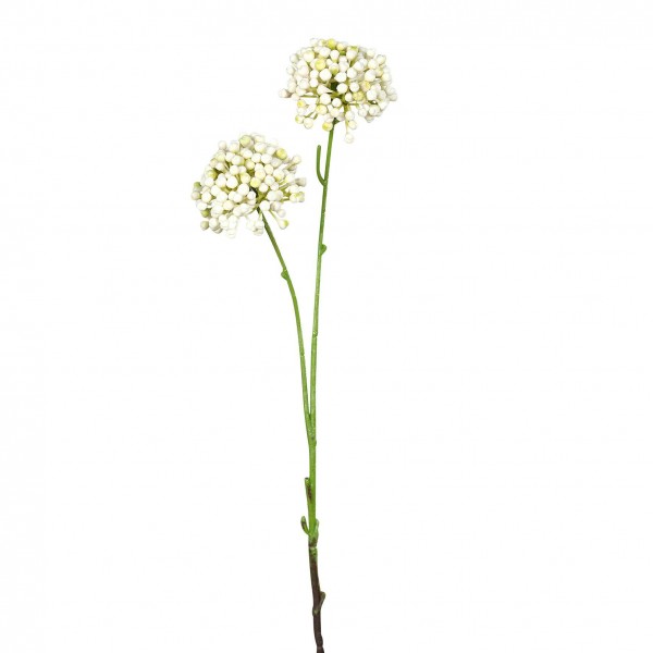 Allium 50cm mit 2Blüten, creme