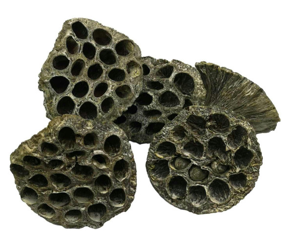 Lotuskolben mittel 6-8cm, frosted, kiwi