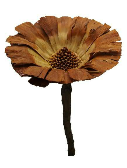 Protea geschn. 8-9cm, hell
