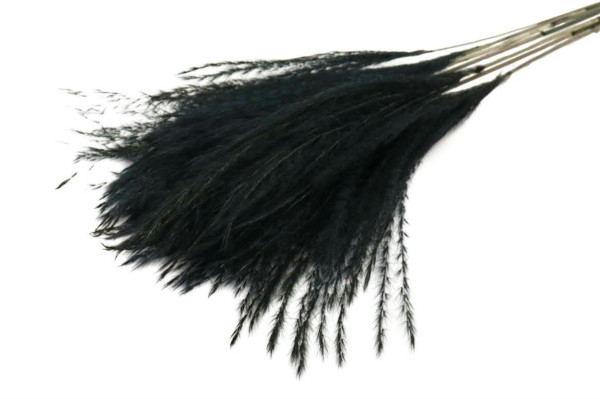 Miscanthus SP 75cm 10St., schwarz