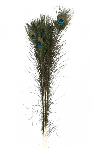 Pfauenfeder 100-110cm