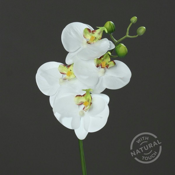 Orchidee Phalaenopsis 46cm, weiß/grün
