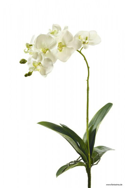 Phalaenopsis mit Blatt/Wurzel 80cm 6 Blüten, 3 Knospen, weiß/grün