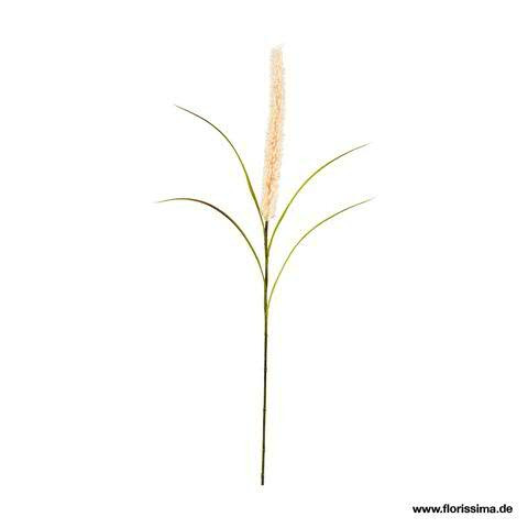 Katzenschwanz Gras 90cm mit Blatt, creme
