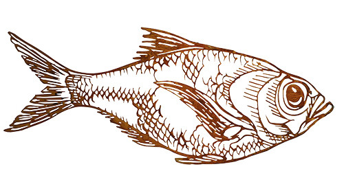 Rost Fisch SP 70cm
