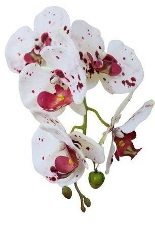 Phalaenopsis SP 64cm, weiß/lila