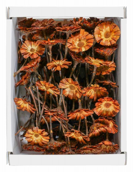 Protea geschn. 8-9cm 100St. FPK, hell