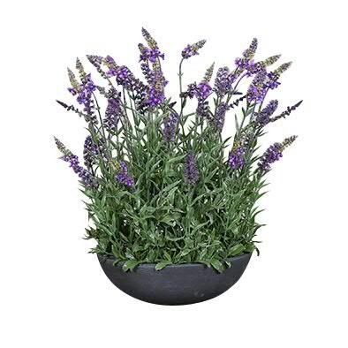 Lavendel 60cm in Schale, grau/lila