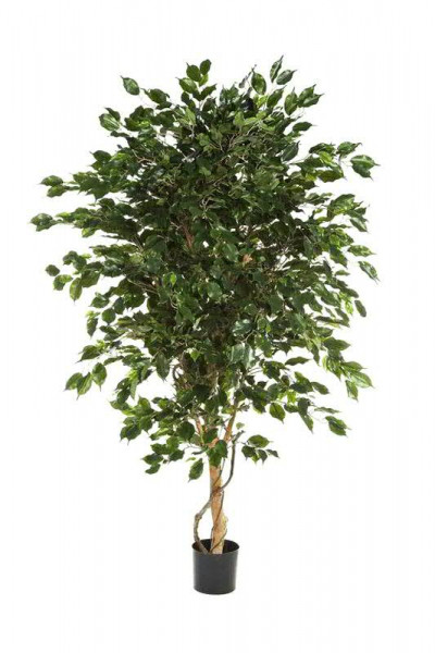 Ficus Exotica Deluxe 180cm im Topf Topf D17H15cm 2.310Bl., grün