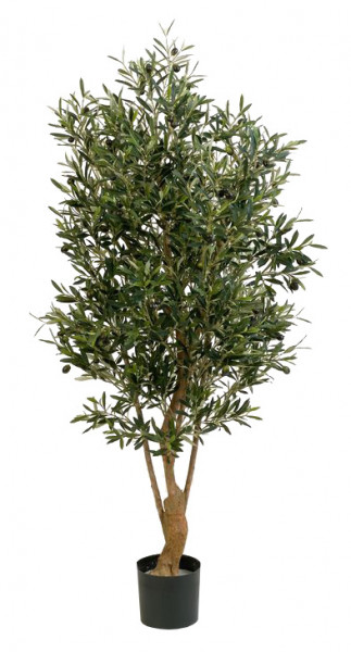 Oliven Baum 150cm 96Früchte twisted Topf D17H15cm 3.432Blatt, grün
