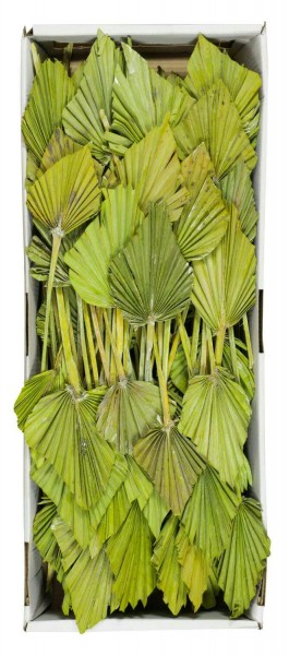 Palm Spear mix frosted 100St. FPK nicht farbecht, kiwi