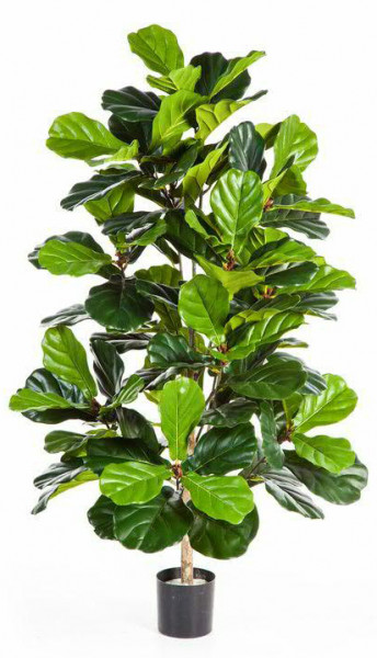 Ficus Lyrata Busch 130cm im Topf Topf D13H12cm 108Bl., grün