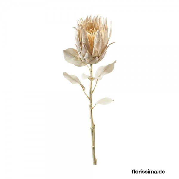 Protea 73cm mit Blättern Aktionspreis!, creme