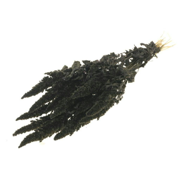 Amaranthus, schwarz