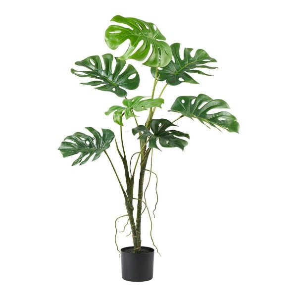 Split Philo Pflanze 122cm im Topf, grün