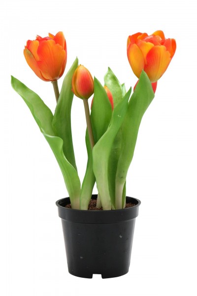 Tulpen im Topf 24cm x5 Aktionspreis, orange