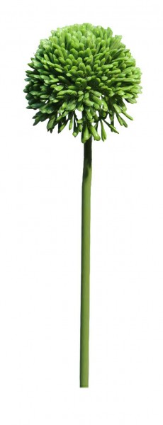 Allium D7L44cm, grün